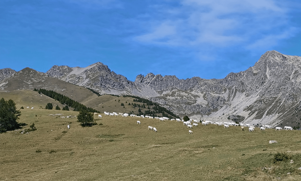 Photo prise de loin d'un troupeau en montagne - Agrandir l'image, fenêtre modale